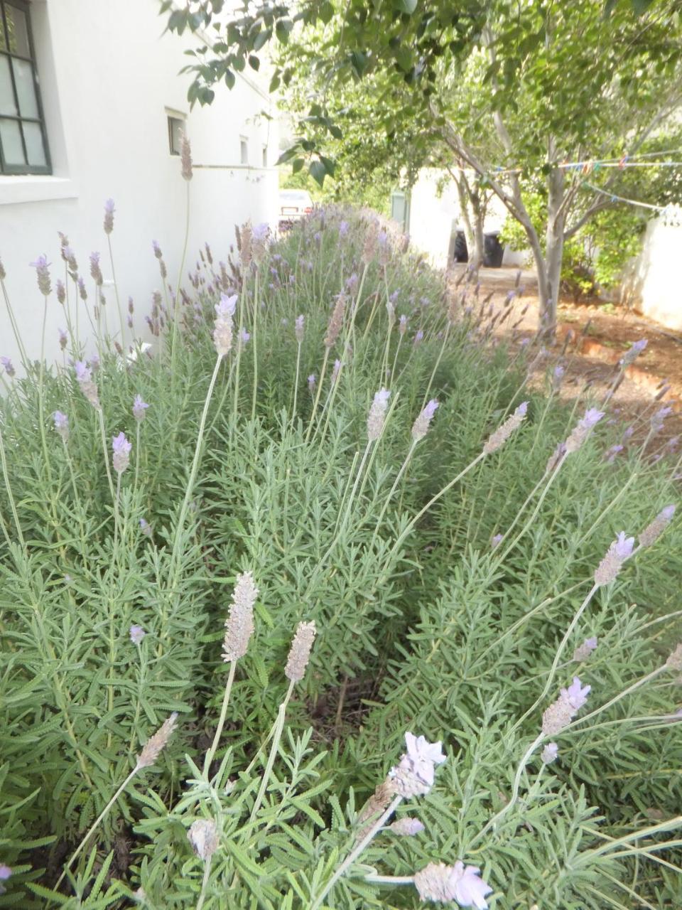 The Vineyard Country House Hotel Montagu Exterior photo